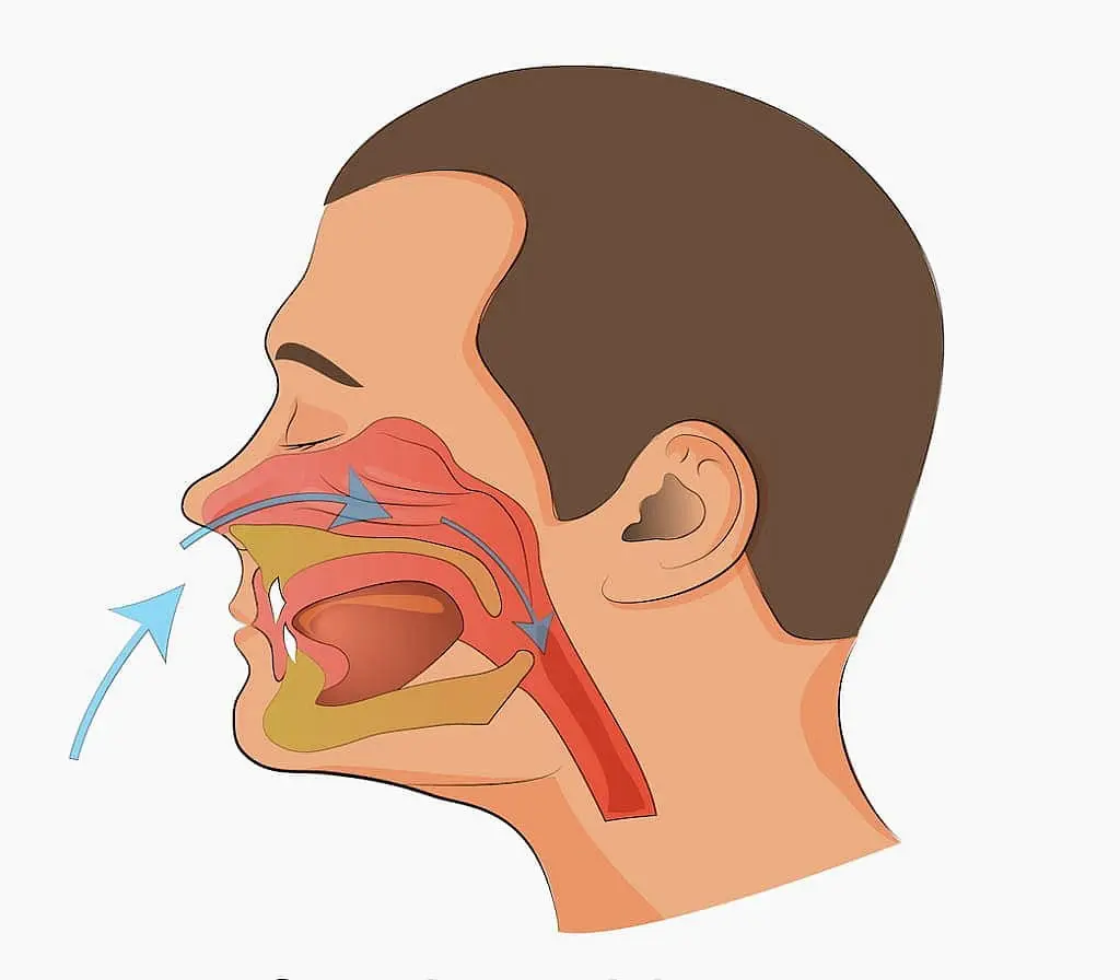 Illustration showing airflow in mouth breathing through oral cavity and throat, used to explain impact on respiratory system at Limestone Hills Orthodontics in Austin, TX.